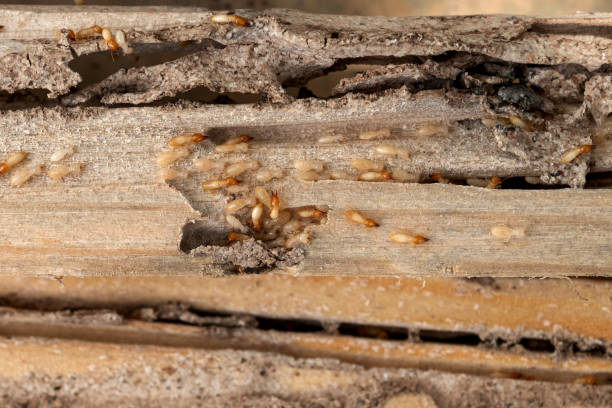 Best Ant Control Services  in Downey, CA